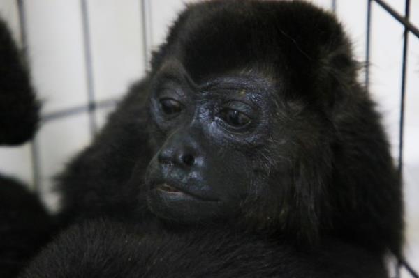 A howler mo<em></em>nkey sits inside a cage with others at a veterinarian clinic after they were rescued amid extremely high temperatures in Tecolutilla, Tabasco state, Mexico, Tuesday, May 21, 2024. Dozens of howler mo<em></em>nkeys were found dead in the Gulf coast state while others were rescued by residents who rushed them to a local veterinarian. (AP Photo/Luis Sanchez)