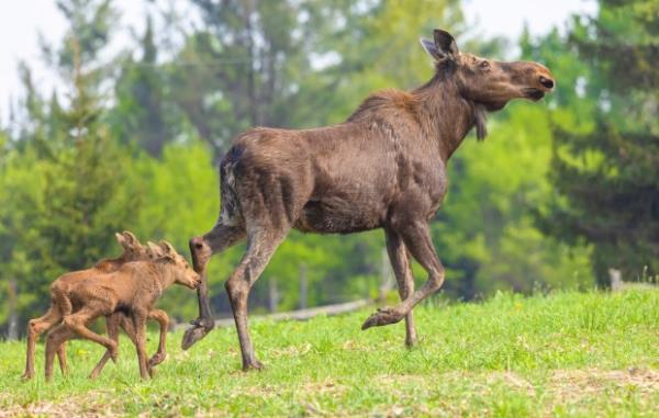 moose calves (Shutterstock)