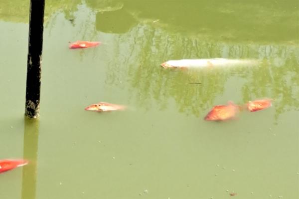 The fish were found dead in green water. 