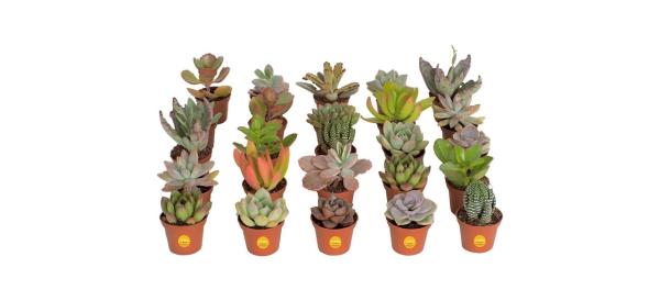 best Costa Farms Mini Succulents