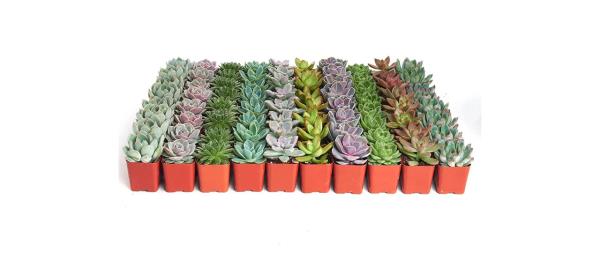 best Shop Succulents Radiant Rosette Collection Of Live Succulent Plants