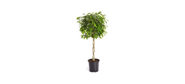 best Brighter Blooms 3-gallon Benjamina Ficus Plant