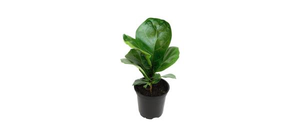 best Plants For Pets Fig Trees Live Plants