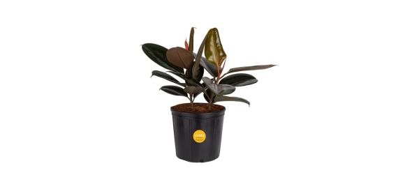 best Costa Farms Ficus Elastica Rubber Tree