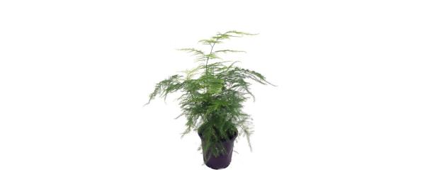 best JM Bamboo Fern Leaf Plumosus Asparagus Fern