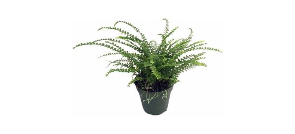 best Hirt's Gardens Lemon Button Fern