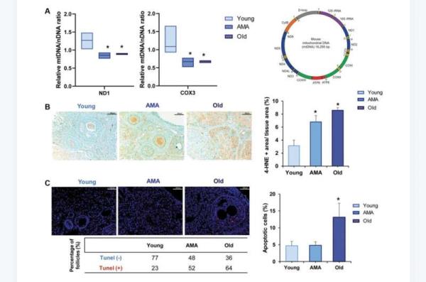 Deciphering reproductive aging in women using a NOD/SCID mouse model