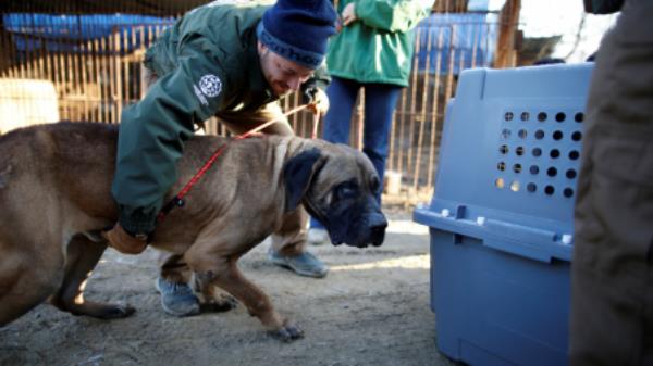 FILE PHOTO: Rescue workers from Humane Society Internatio<em></em>nal rescue a dog at a dog meat farm in Wonju, South Korea, January 10, 2017. REUTERS/Kim Hong-Ji/File Photo