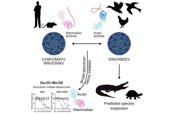 Researchers identify way to block alphavirus infection