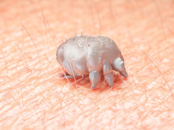 Illustration of a scabies mite on human skin