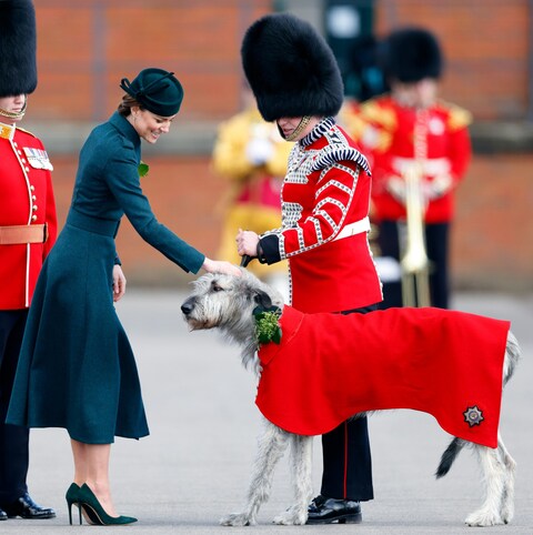 Meeting the regimental mascot of the Irish Guards