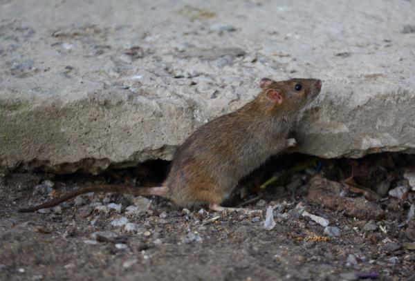 A closeup of a rat.