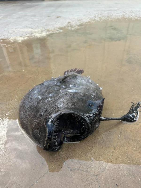 The fish was spotted washed upon on a beach. Credit: Facebook / Crystal Cove State Park