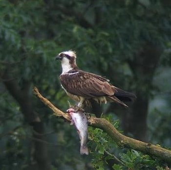 Ospreys 