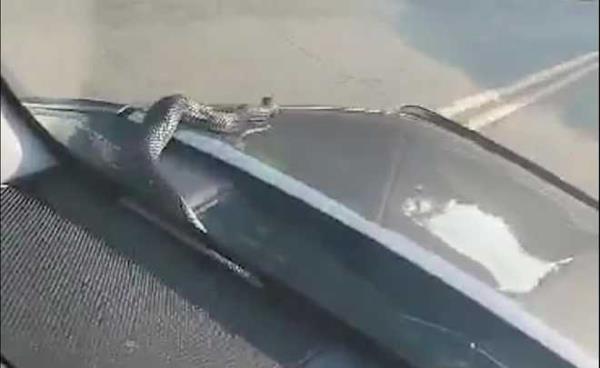 Video of snake on a hood in Unio<em></em>n, South Carolina