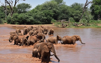 As several families cross the Ewaso Ngiro River, a female elephant respo<em></em>nds to her calf's distress call