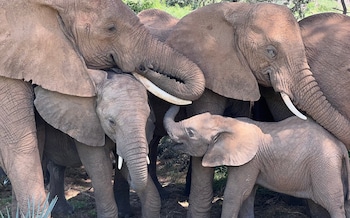 A group of African elephants