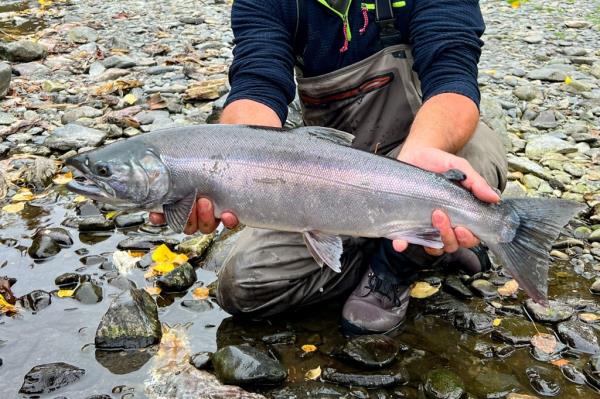 Fly fishing for salmon in Alaska