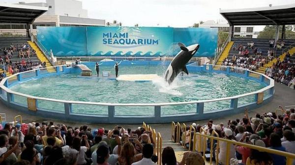 Lolita the Orca does a flip at the Miami Seaquarium, which has been given an eviction notice following the whale's death.