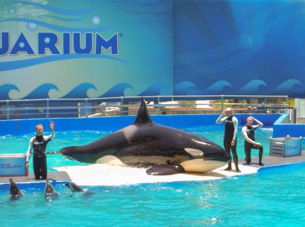 The Dolphin Company, ba<em></em>sed in Mexico, had agreed to help move Lolita to a natural sea pen in the Pacific Northwest when it took over ownership of the Seaquarium in 2022. 