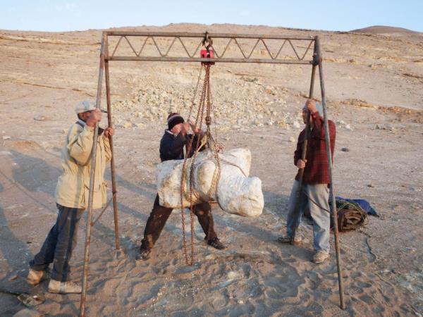 In this June 2017, photo provided by Department of Earth Sciences, University of Pisa, a single vertebra collected within a plaster jacked of Perucetus colossus is transported from the site of origin in the Ica desert in Ica Province, southern Peru