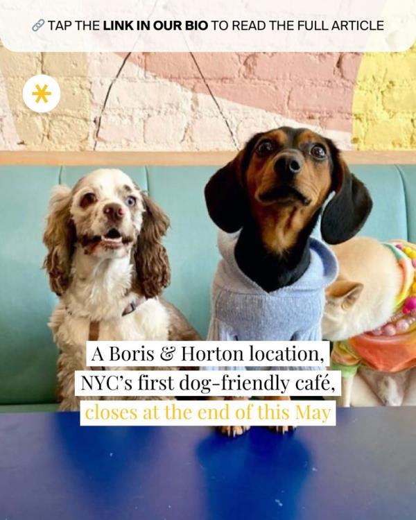 screenshot of Secret NYC article a<em></em>bout Boris & Horton Williamsburg location closing which features picture of two dogs