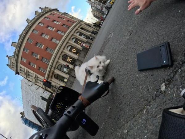 PIC FROM Kennedy News/@sigirides (PICTURED: SIGRID, SIX, ON THE FLOOR AFTTER THE CRASH) A cat who became an internet superstar for riding in his owner's bike basket was 'almost killed' in a collision - but the owner's attempt to shame the moped driver backfired when many blamed him. Travis Nelson was riding through a busy junction in Central Lo<em></em>ndon yesterday [Nov 13] when he pulled to the right of his lane and tragedy almost struck. Horrifying bodycam footage shows a moped accelerate next to him and crash against the 47-year-old's handlebars sending his moggy Sigrid, six, flying from her basket. DISCLAIMER: While Kennedy News and Media uses its best endeavours to establish the copyright and authenticity of all pictures supplied, it accepts no liability for any damage, loss or legal action caused by the use of images supplied and the publication of images is solely at your discretion. SEE KENNEDY NEWS COPY - 0161 697 4266