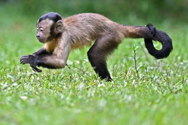 A Capuchin e