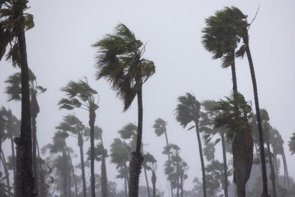 Palm trees blown by strong winds during the storm in Santa Barbara.