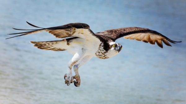 Ospreys were on the endangered species list in New Jersey less than a decade ago