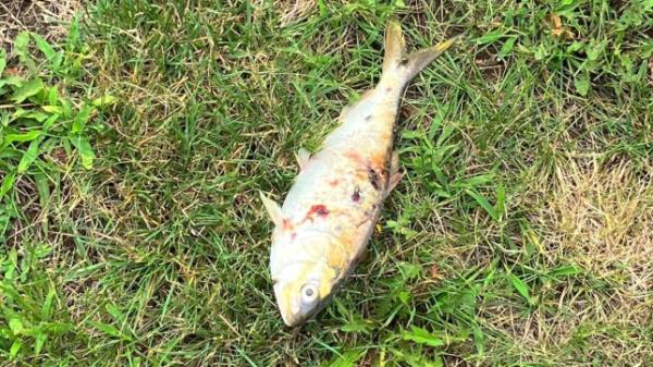 Police said a fish that dropped on a transpo<em></em>nder caused a power outage affecting more than 2,000 residents