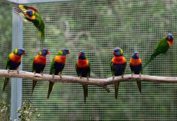 Hundreds of rainbow lorikeets have fallen from the sky in this Aussie town in the past week, paralyzed by a mystery illness that has scientists worried.