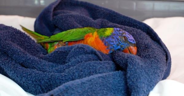 More than 200 paralyzed birds were taken into care, struck down by a little-known illness called lorikeet paralysis syndrome (LPS).</p>

<p>　　