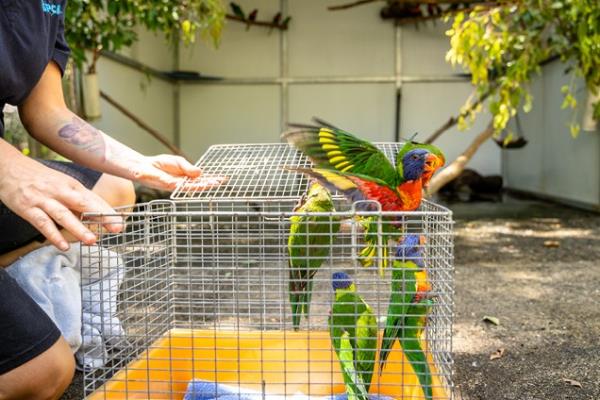 Hundreds of rainbow lorikeets.