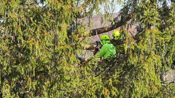 Workers tied up branches of the 67-year-old tree for a trip to NYC.