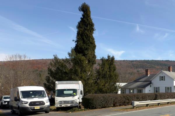 This is the first Rockefeller tree from Massachusetts since 1959.