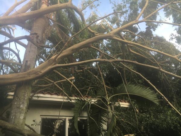 Tree fallen on house due to Hurricane Irma in Coral Gables, Florida