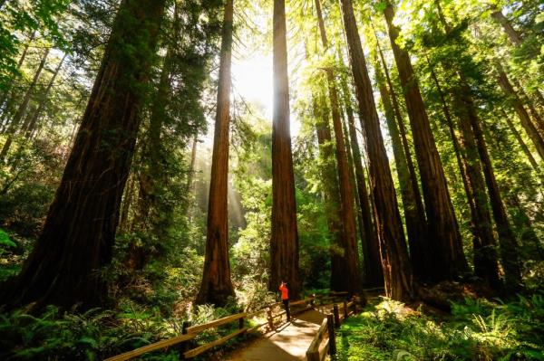 A person takes a photograph of Redwood trees in Mill Valley