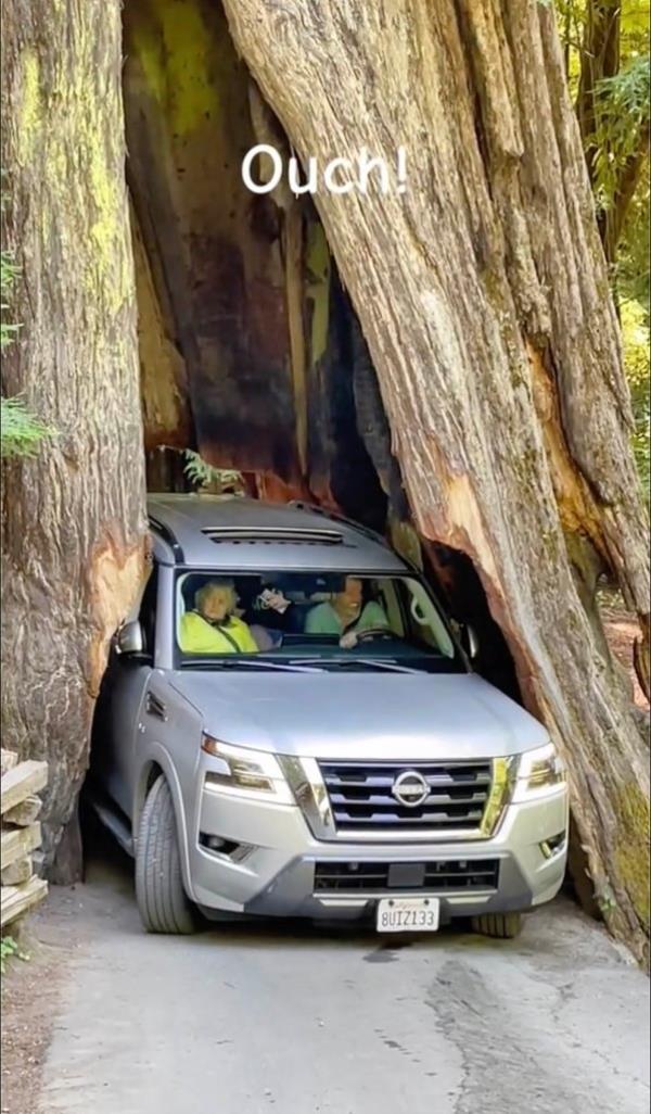 TikTok video of tourists trying to traverse the gap in the The Shrine Drive Thru Tree in Humboldt Redwoods State Park 