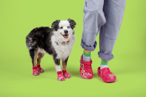 Crocs announced the release of Pet Crocs, a version of the classic clog made for your dog