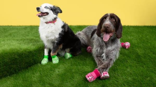 Pet Crocs are designed to be both comfortable and durable so dogs can go on walks in style.