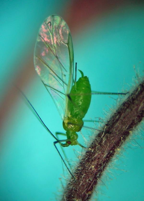 Aphids are a non-stinging, common garden insect that feeds on plant sap, and are a sign of a “healthy environment,” according to reports.</p>

<p>　　