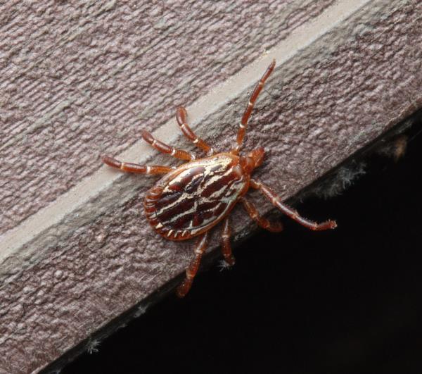 A Gulf Coast tick, Amblyomma maculatum.