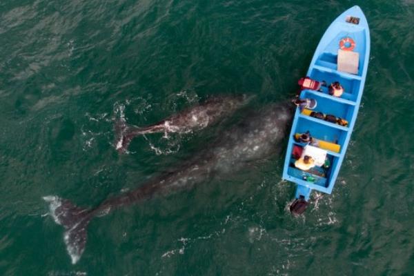 TOPSHOT-MEXICO-TOURISM-WHALES