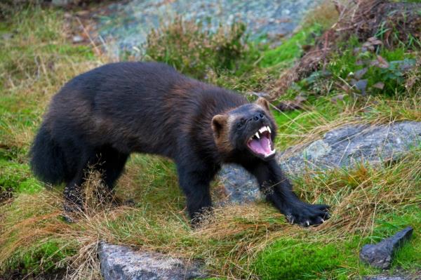 Aggressive Wolverine (Gulo gulo) showing teeth on the subarctic tundra in Sweden.