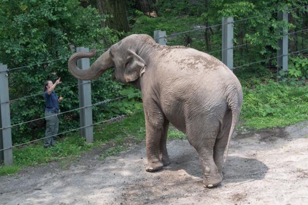 Happy the Elephant, as seen from mo<em></em>norail at the Bronx Zoo.