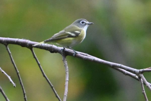 A Blue-headed Vireo in the tree.