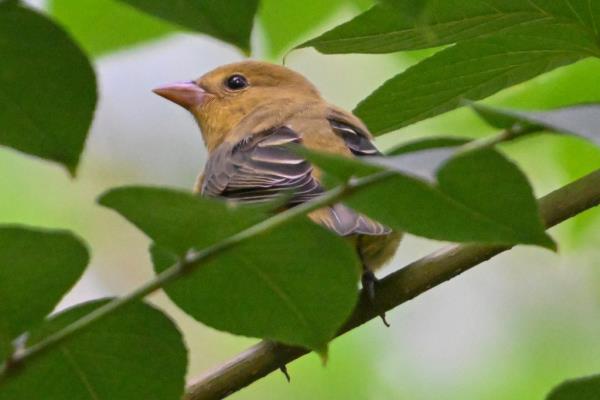 A Baltimore Oriole sits in a tree.