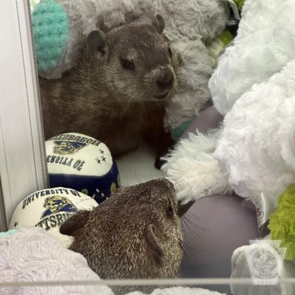 groundhog in a claw machine