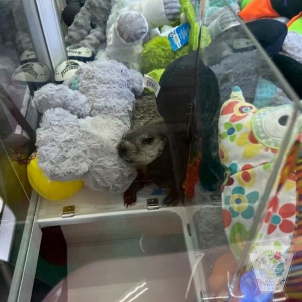 groundhog in a claw machine